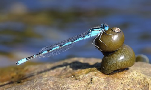 Male
2010_09_24_Wakulla_FL